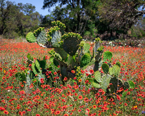 Texas cactus and wildflowers © Allan