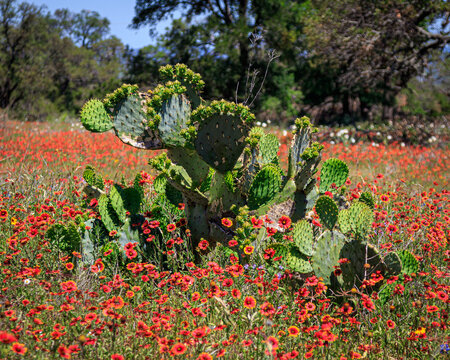 Texas cactus and wildflowers