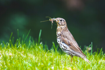 care,bird stands among the grass with worms in its beak for the chicks