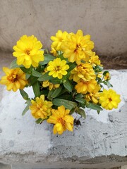 Yellow French Marigold Flower Background