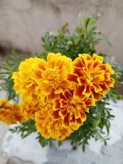 Yellow French Marigold Flower Background