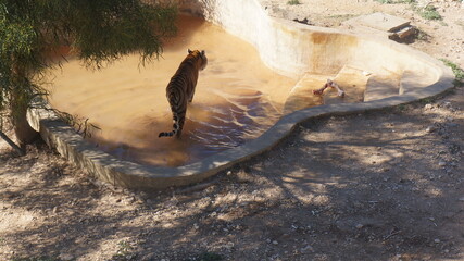 The tiger is the largest feline © MBS.Contact