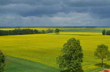 rapeseed field and sky