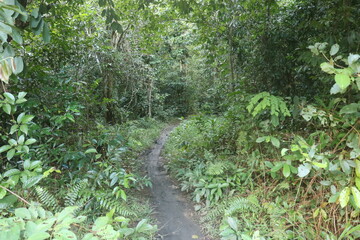 Obraz premium Tropical rainforest, Amazing view of the Sumatran Rainforest with raindrops sunrise in the morning with fresh and fragrant air.