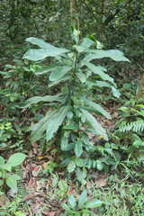 Tropical rainforest, Amazing view of the Sumatran Rainforest with raindrops sunrise in the morning with fresh and fragrant air.