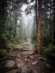 Forest trail