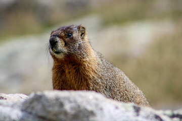 marmot in yosemite