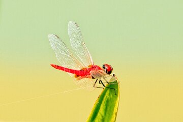 Portrait of red dragonfly on leaf in Singapore