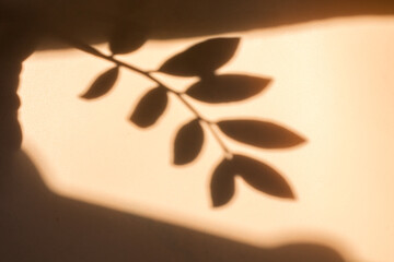 Shadow of leaves on a beige background, Wall light with shadows, shadow on beige wall background texture.