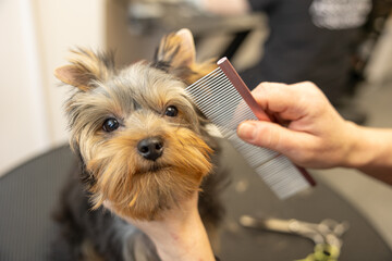 Pet Groomer Brushing Dog's Hair With Comb At Salon