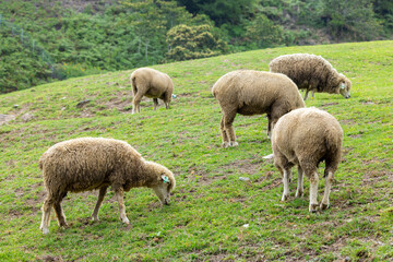 Obraz na płótnie Canvas Sheeps grazing in Qingjing farm at Taichung of Nantou