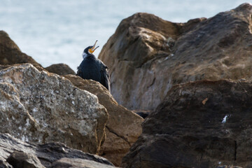 Cormoran (Phalacrocorax carbo) cantando sobre las rocas del rompeolas en El Campello, España