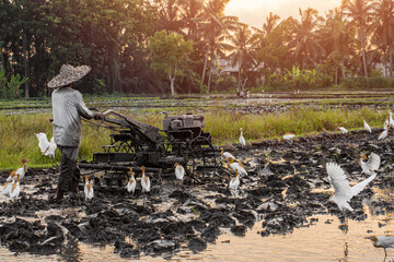 Farmer using tiller tractor in rice field, farmer plows a rice field
