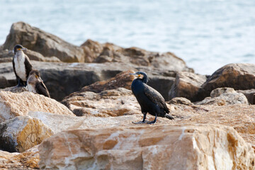 Tres cormoranes (Phalacrocorax carbo) sobre las rocas del rompeolas en El Campello, España