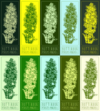 Set of vector drawings of BUTTERBUR in different colors. Hand drawn illustration. Latin name PETASITES HYBRIDUS L.