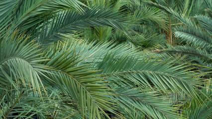 Close up of pine needles