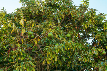 Ripe avocado fruits on the branches of an avocado tree.