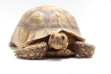 Cute small baby African Sulcata Tortoise in front of white background, African spurred tortoise isolated white background studio lighting,Cute animal - obrazy, fototapety, plakaty