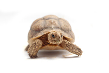 Cute small baby African Sulcata Tortoise in front of white background, African spurred tortoise isolated white background studio lighting,Cute animal