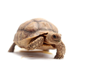 Cute small baby African Sulcata Tortoise in front of white background, African spurred tortoise...