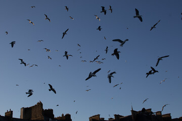 Silhouette oiseaux