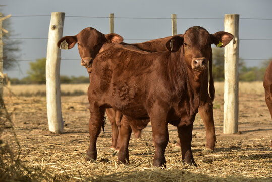cow and calf