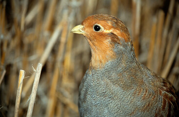 Perdrix grise.Perdix perdix, Grey Partridge