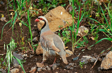 Perdrix choukar,.Alectoris chukar, Chukar Partridge