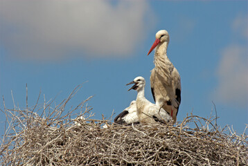 Cigogne blanche, nid, jeune,  Ciconia ciconia, White Stork