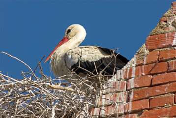 Cigogne blanche, nid, Ciconia ciconia, White Stork