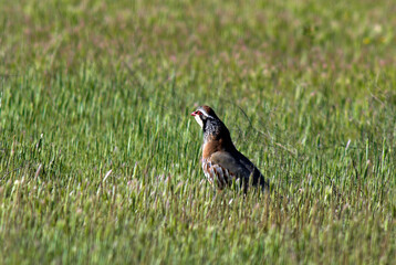 Perdrix rouge,.Alectoris rufa, Red legged Partridge