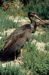 Cigogne noire,.Ciconia nigra, Black Stork