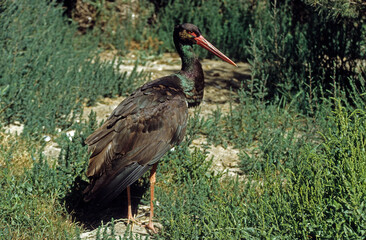 Cigogne noire,.Ciconia nigra, Black Stork