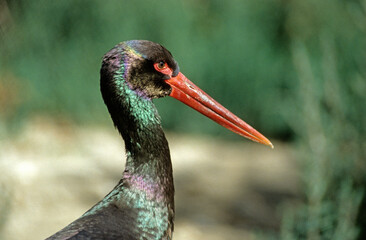 Cigogne noire,.Ciconia nigra, Black Stork