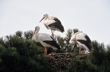 Cigogne blanche, nid, Ciconia ciconia, White Stork