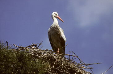 Cigogne blanche, nid, Ciconia ciconia, White Stork