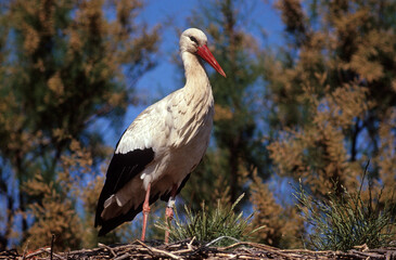 Cigogne blanche, nid, Ciconia ciconia, White Stork