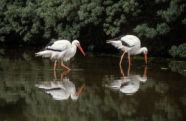 Cigogne blanche, Ciconia ciconia, White Stork