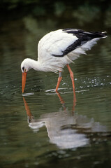 Cigogne blanche, Ciconia ciconia, White Stork