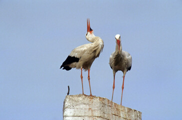 Cigogne blanche, Ciconia ciconia, White Stork