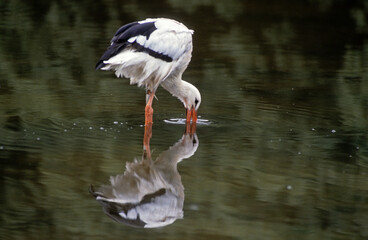 Cigogne blanche, Ciconia ciconia, White Stork
