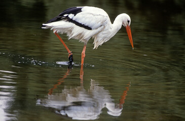 Cigogne blanche, Ciconia ciconia, White Stork