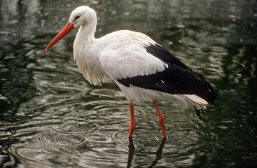 Cigogne blanche, Ciconia ciconia, White Stork