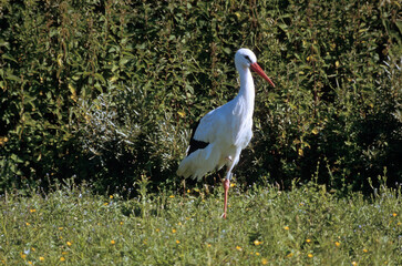 Cigogne blanche, Ciconia ciconia, White Stork