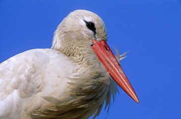 Cigogne blanche, Ciconia ciconia, White Stork