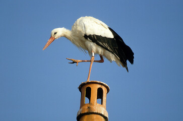 Cigogne blanche, Ciconia ciconia, White Stork