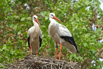 Cigogne blanche, nid, Ciconia ciconia, White Stork