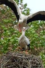 Cigogne blanche, nid, Ciconia ciconia, White Stork