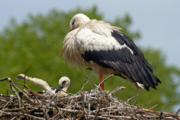 Cigogne blanche, nid, Ciconia ciconia, White Stork