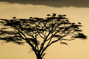 coucher de soleil, Cigogne blanche, Ciconia ciconia, White Stork, Parc national du Serengeti,...